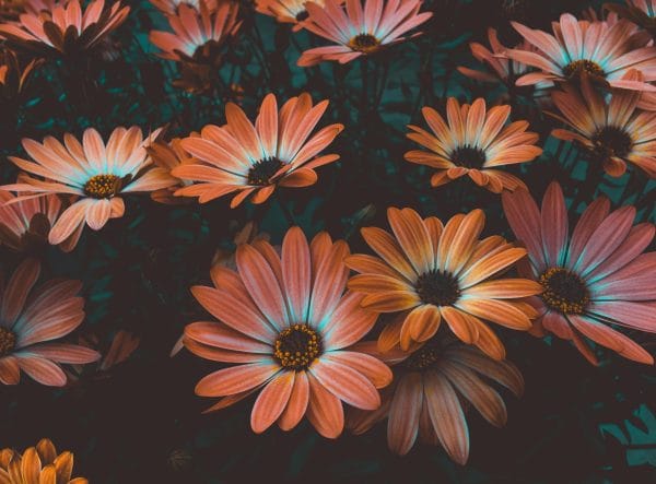 Succulents - Image 3