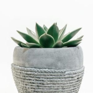 Echeveria Subsessilis Succulent