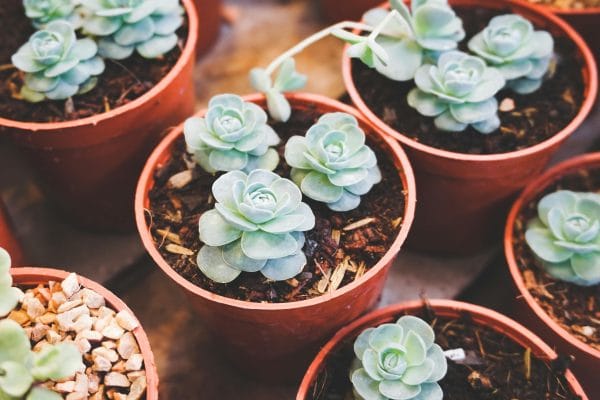 Succulents - Image 2