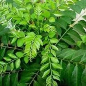Curry Leaf Plant