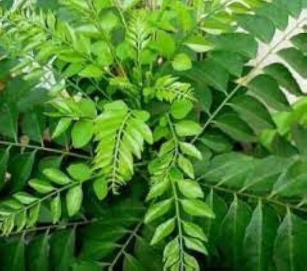 Curry Leaf Plant