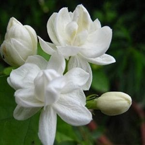 Jasmine