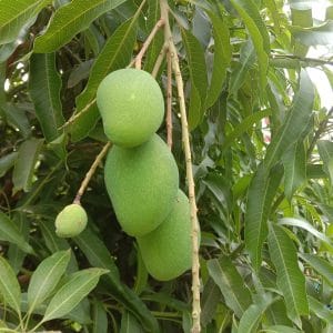 Mango