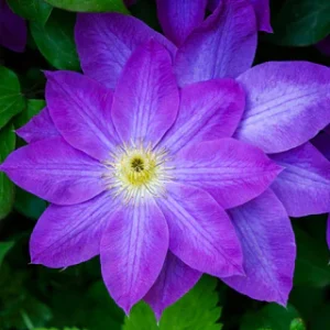 Purple Passion
