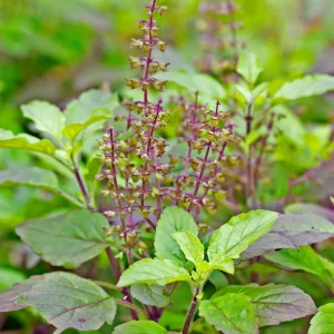 Tulsi