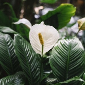 Spathiphyllum spp (PEACE LILY BASICS)