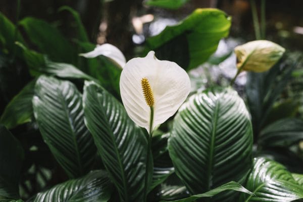 Spathiphyllum spp (PEACE LILY BASICS)