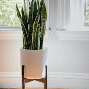 Sansevieria spp (Snake Plant)