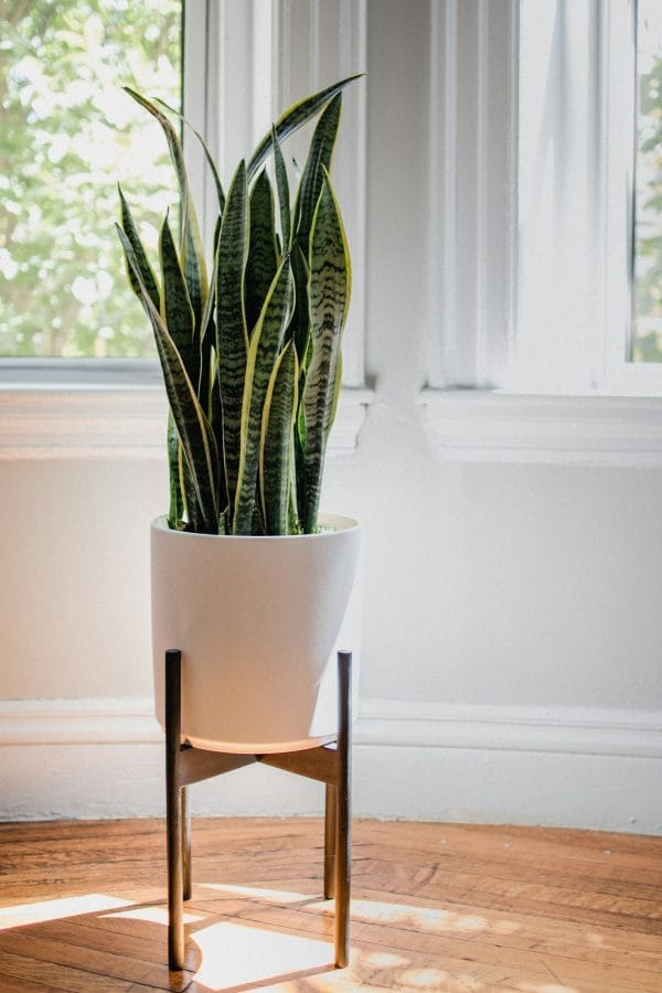 Sansevieria spp (Snake Plant)