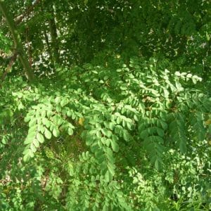 Moringa