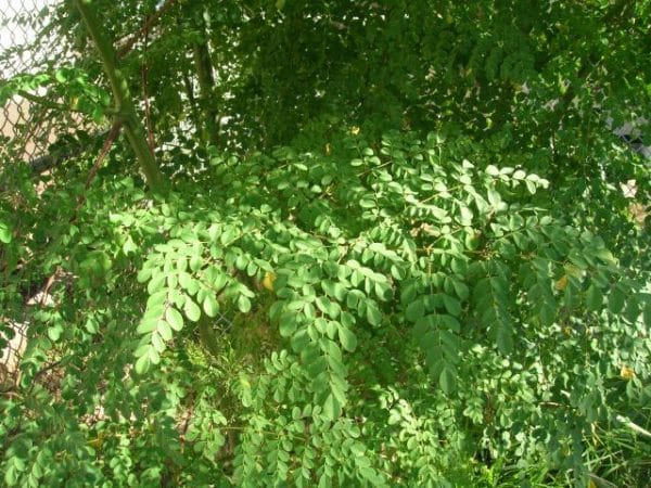Moringa