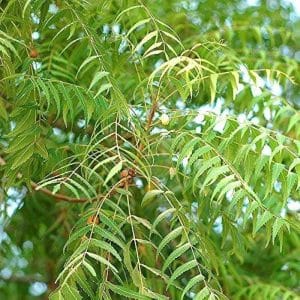 Neem