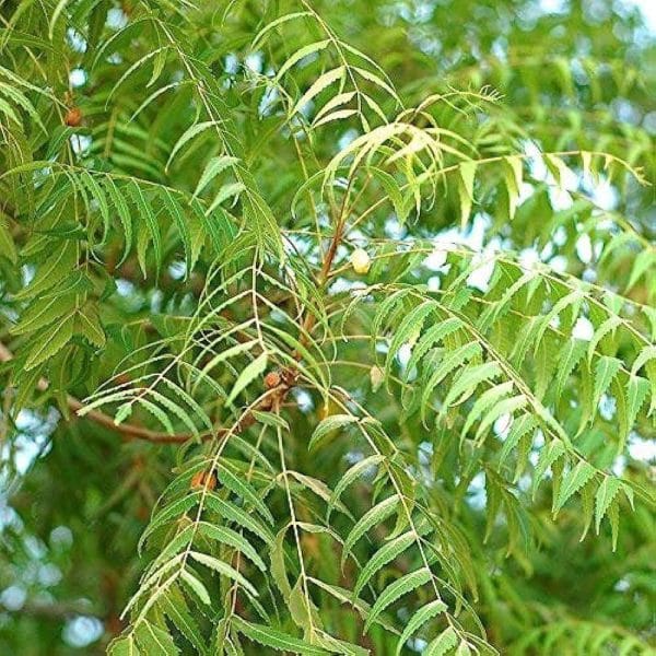 Neem