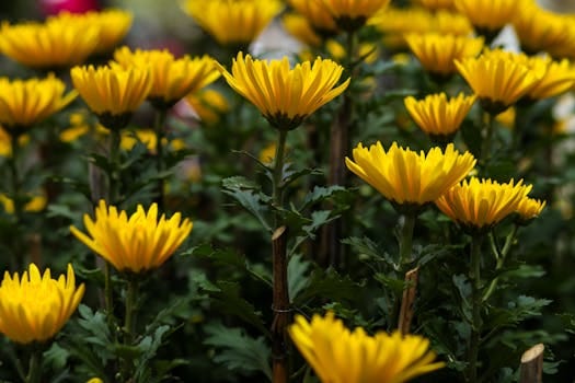 pexels-photo-31557312-31557312 Close-up of blooming yellow chrysanthemums in a garden setting.