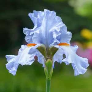 Blue Flag Iris