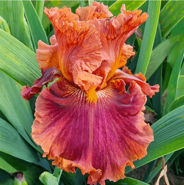Chestnut Roasting Iris
