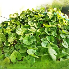 Gotu Kola