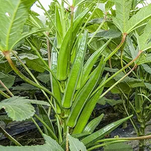 Okra