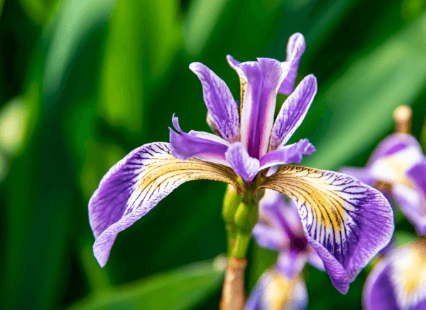 Purple Iris