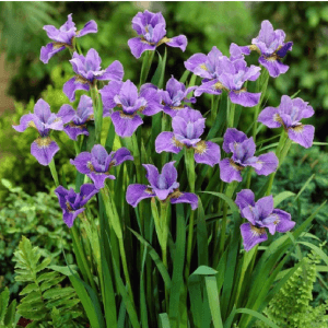 Siberian Iris
