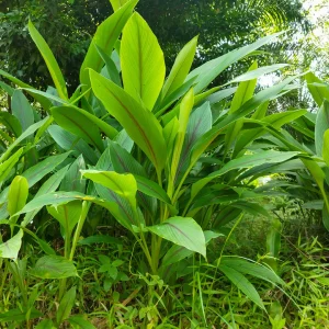 Turmeric