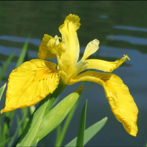 Yellow IRIS