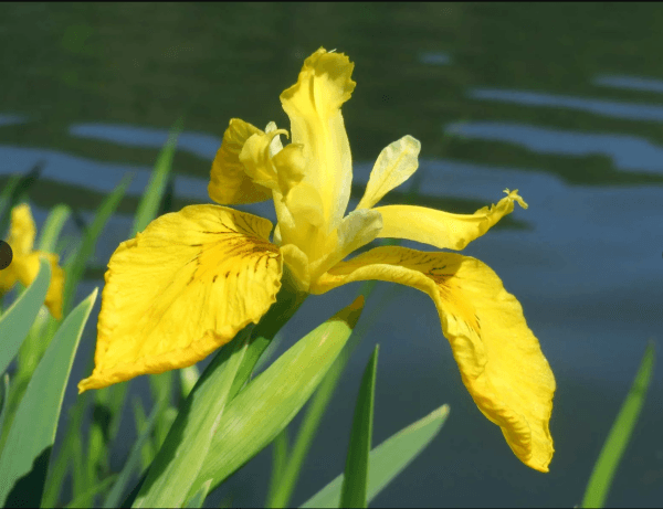 Yellow IRIS