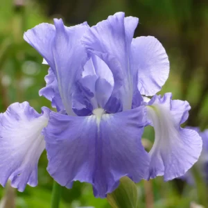 Bearded IRIS