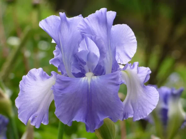 Bearded IRIS