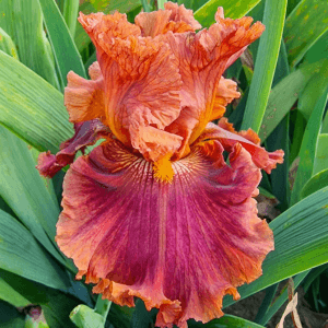 Chestnut IRIS