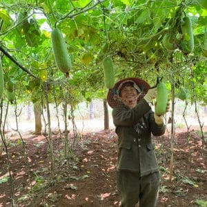A happy gardener in a vibrant hat picking hanging winter melons from vines in a sunlit outdoor garden.