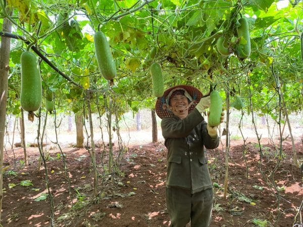 A happy gardener in a vibrant hat picking hanging winter melons from vines in a sunlit outdoor garden.